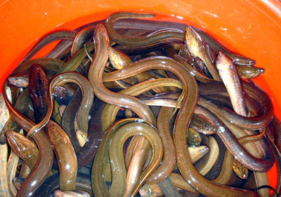 Kỹ thuật nuôi lươn