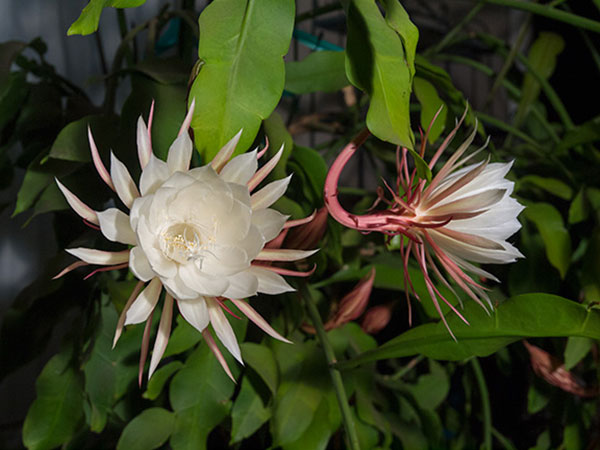 Kỹ thuật trồng cây hoa Quỳnh Giao nở quanh năm mang hương thơm nồng nàn