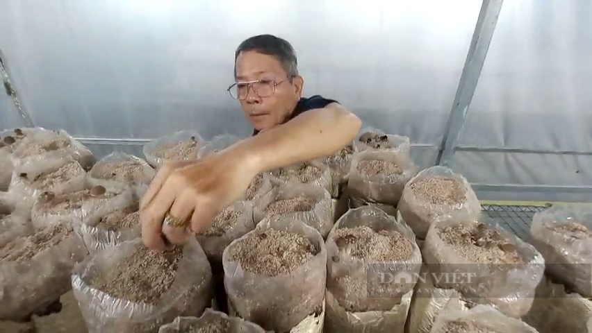 Nhờ bí quyết này, ông nông dân Sài Gòn trồng loại nấm ăn ngon như thịt gà, bán đã đắt lại còn hay 