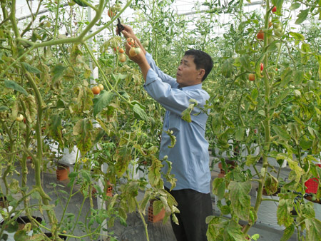 Sử dụng phân bón đa yếu tố NPK Văn Điển cho cây cà chua