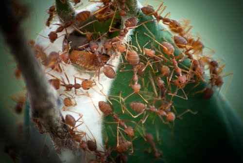 Kỹ thuật nuôi thả kiến vàng trừ sâu hại cây ăn trái 