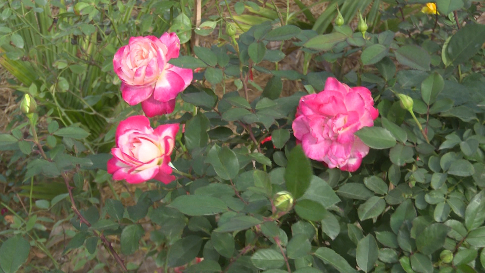 Trồng hoa hồng trong chậu như trồng cây cảnh, nông dân này của tỉnh Thái Bình 