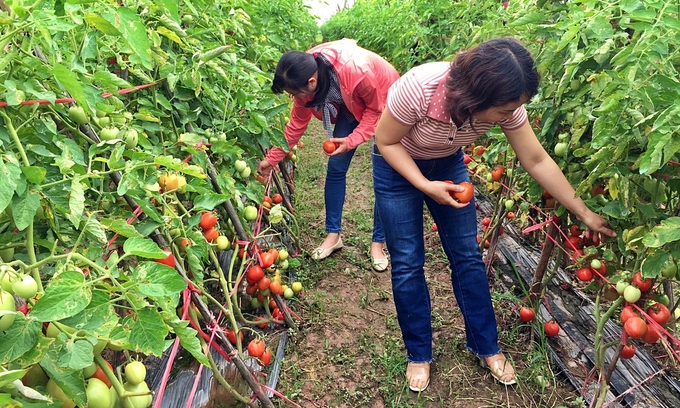 Chọn tạo giống cà chua lai năng suất cao, kháng bệnh xoăn vàng lá