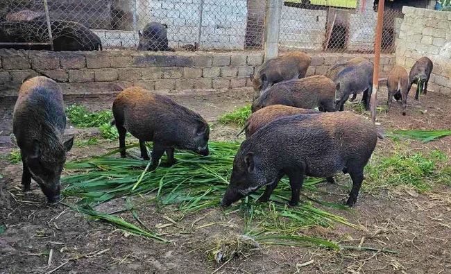 Một nông dân Nghệ An nuôi lợn rừng kiểu lạ mà hay, hễ gần tết là chốt đơn bán liên tục