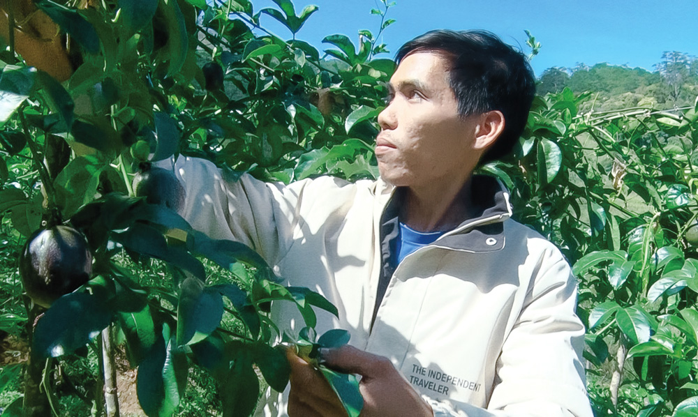Cũng là trồng chanh dây đâu có gì lạ, nhưng sao anh nông dân ở Lâm Đồng hái trái thương lái khoái mua?