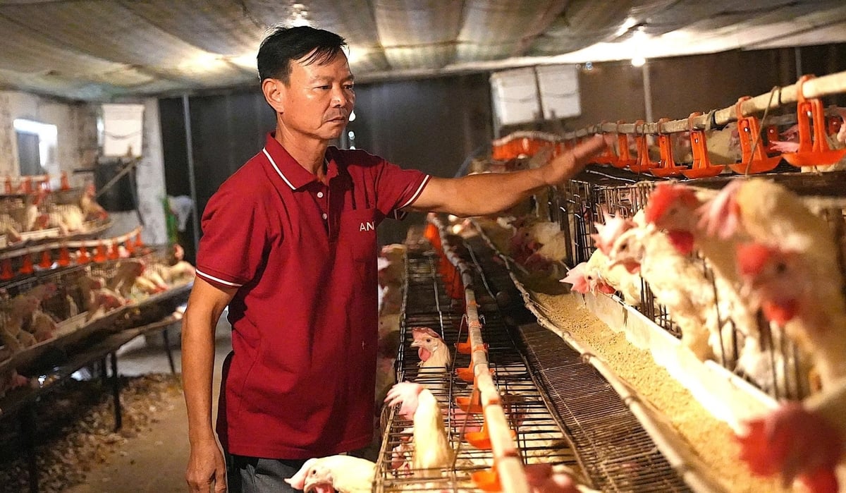 Hạn chế dịch bệnh nhờ nuôi gà chuồng lạnh