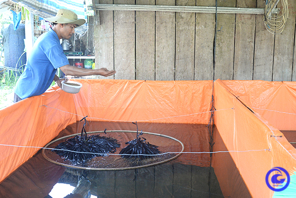 Dựng bồn nuôi lươn không bùn dày đặc, anh nông dân lãi lớn