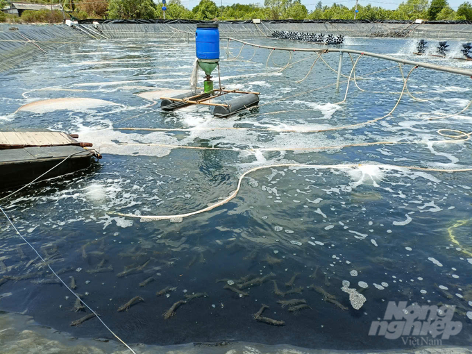 Nuôi tôm siêu thâm canh bằng thảo dược