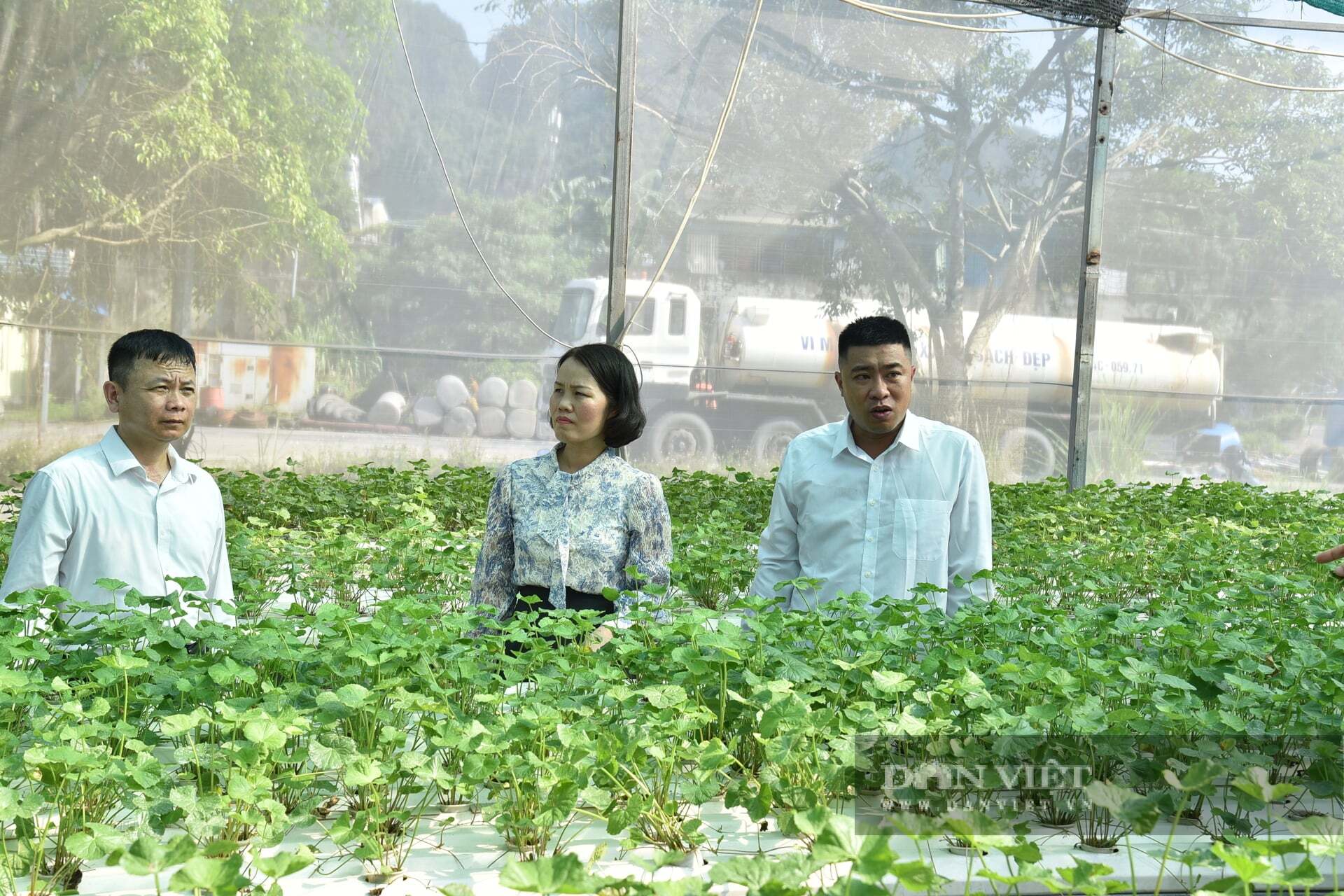 Đưa rau má lên giàn nước, anh nông dân Quảng Ninh bán giá cao gấp 5 lần vẫn cháy hàng