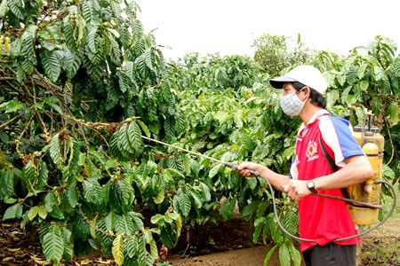 Chăm sóc cà phê giữa mùa mưa& trồng tái canh