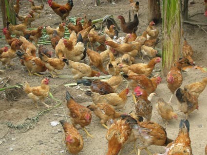 Quy trình kỹ thuật chăn nuôi gà thả vườn 