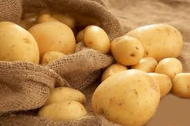 Quy trình trồng khoai tây bằng phương pháp làm đất tối thiểu có phủ rơm rạ