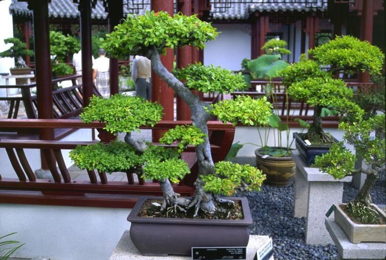 Tạo rễ cho bonsai và cây kiểng 