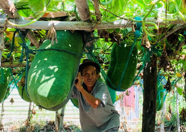 Nông dân làng này cứ cắt 1 trái bí đao bán là cầm ngay hàng trăm ngàn đồng