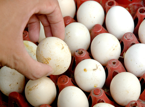  Cách đơn giản nhận biết trứng loại thải 