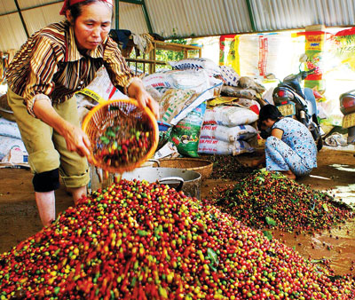 Giá nông sản hôm nay 15.5: Giá cà phê tuần qua biến động giảm