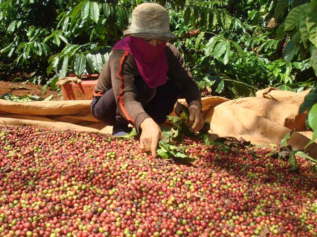Giá nông sản 23.5: Dự báo giá cà phê tuần này