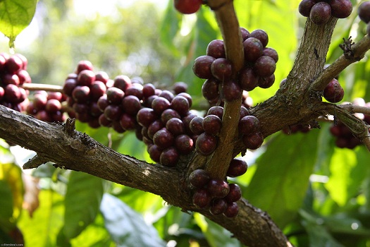 Giá nông sản 24.5: Cà phê giảm giá sốc, tiêu không có hi vọng tăng đột biến