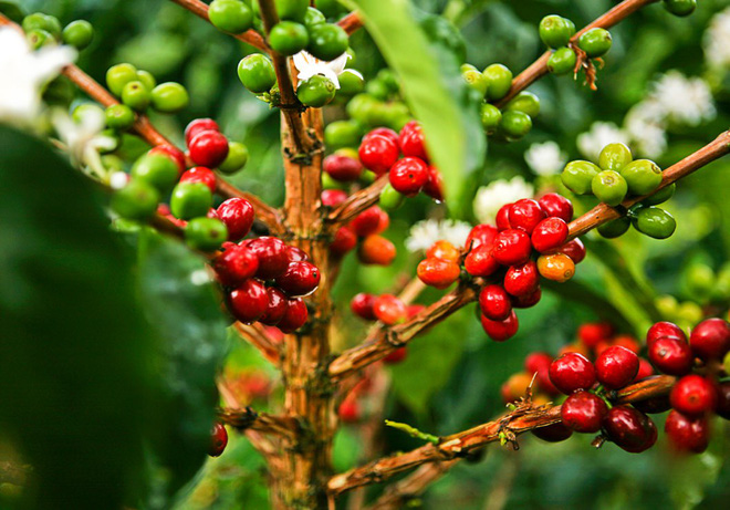 Giá nông sản hôm nay 25.6: Giá cà phê 