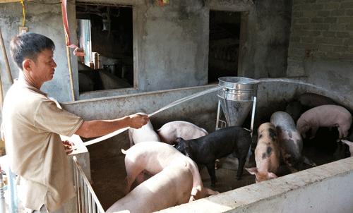Giá lợn hơi hôm nay 13.7: Nhiều nơi thương lái trả trên 35.000 đ/kg