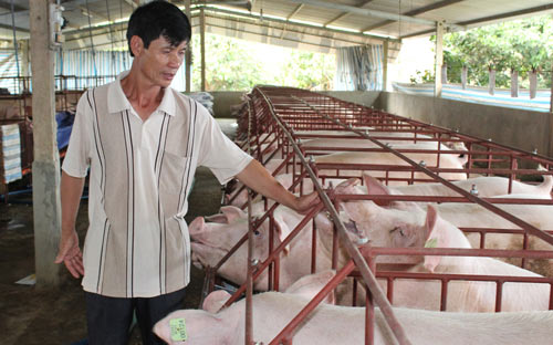 Giá lợn hôm nay 18.7: Giá ảo lên 47.000 đ/kg, lo Trung Quốc đóng biên