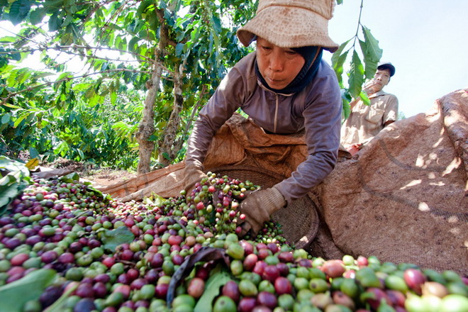 Giá nông sản 21/3: Giá tiêu giảm tiếp 2000 đồng/kg, giá cà phê lặng sóng