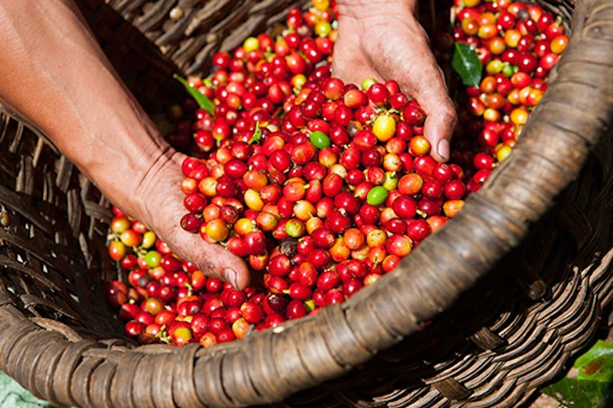 Giá nông sản 8/11: Giá cà phê tăng mạnh, giá tiêu không khởi sắc