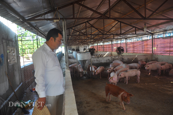 Giá lợn 14.11 giảm nhẹ 500 đ/kg, lái buôn vẫn mua đều; dự báo giá gà ta cuối năm tăng cao?