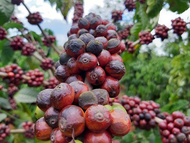 Giá nông sản 5.12: Cà phê robusta giảm 