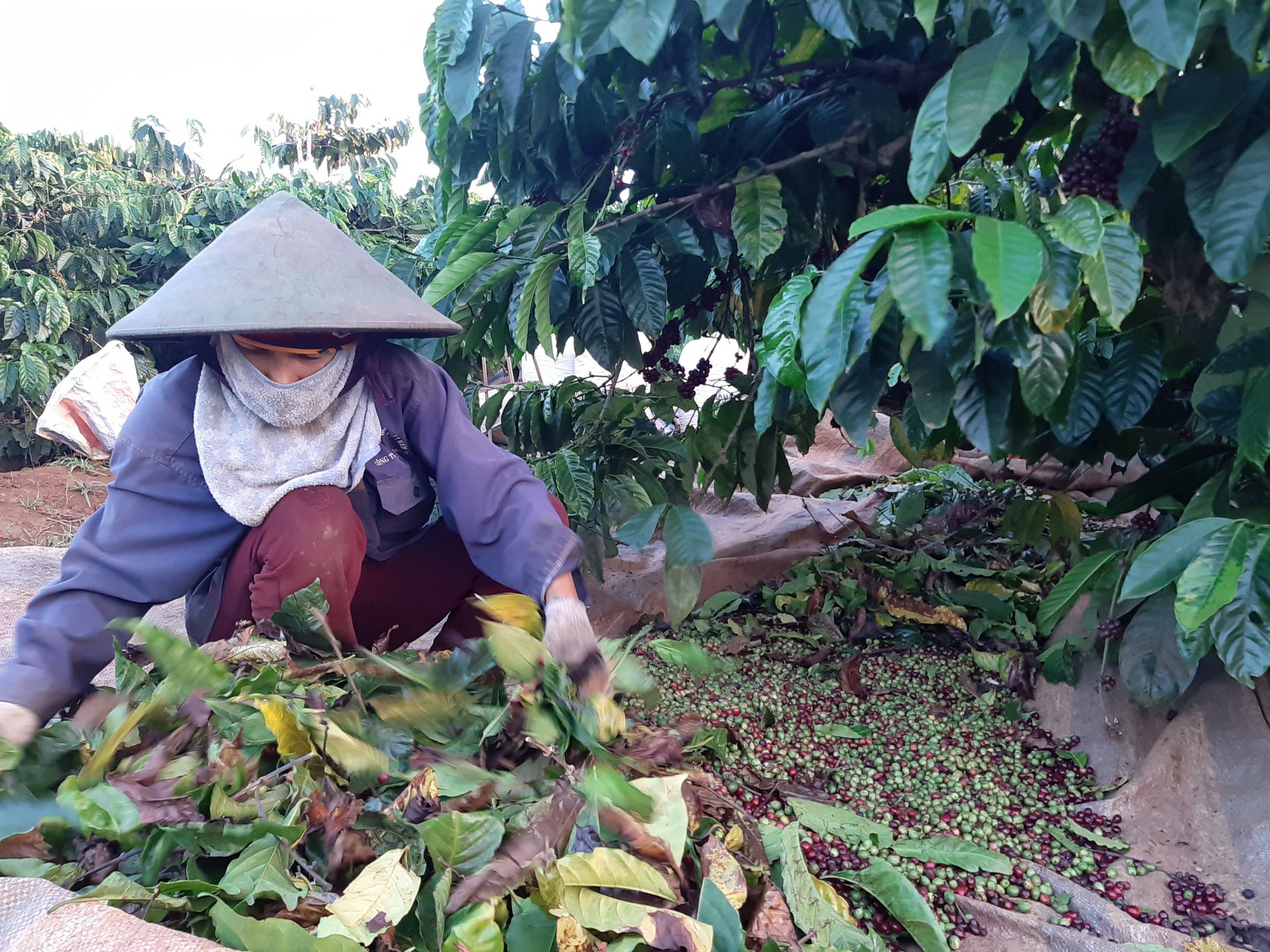 Giá nông sản 2/2: Cà phê tăng cán mốc 37.000 đ/kg, giá tiêu đứng vững