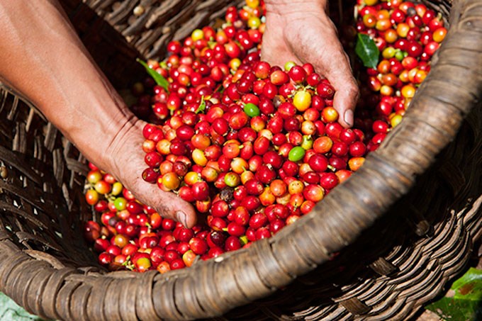 Giá cà phê 20/12 tăng khá, nhiều người bỏ vườn tiêu vì giá thấp