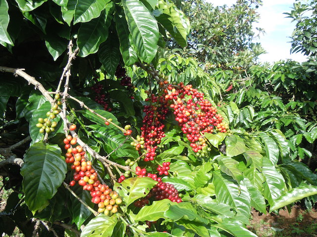 Giá nông sản 29/10: Giá tiêu “bật” lên 60.000 đồng/kg, giá cà phê giảm 200 đồng