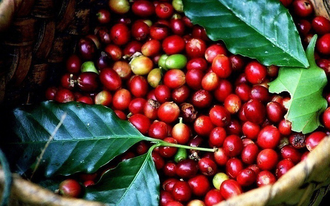 Giá nông sản 22/10: Giá cà phê “mất” 700 đồng, giá tiêu vẫn ổn định