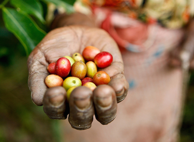 Giá nông sản 5/2: Giá cà phê giảm 100 đồng/kg, giá tiêu vẫn khởi sắc