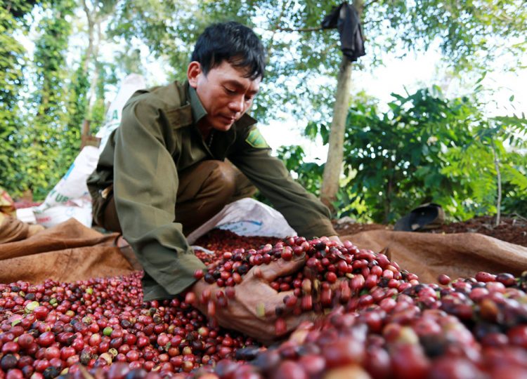 Giá nông sản 29/3: Cà phê mất đà tăng, giá tiêu tăng lên 56.000 đồng/kg