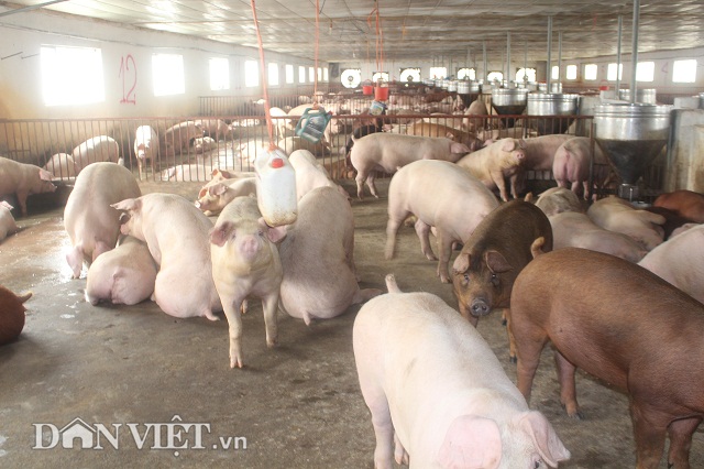 Giá heo hơi 29/4: Bộ Nông nghiệp công bố số liệu giá lợn hơi tháng 5