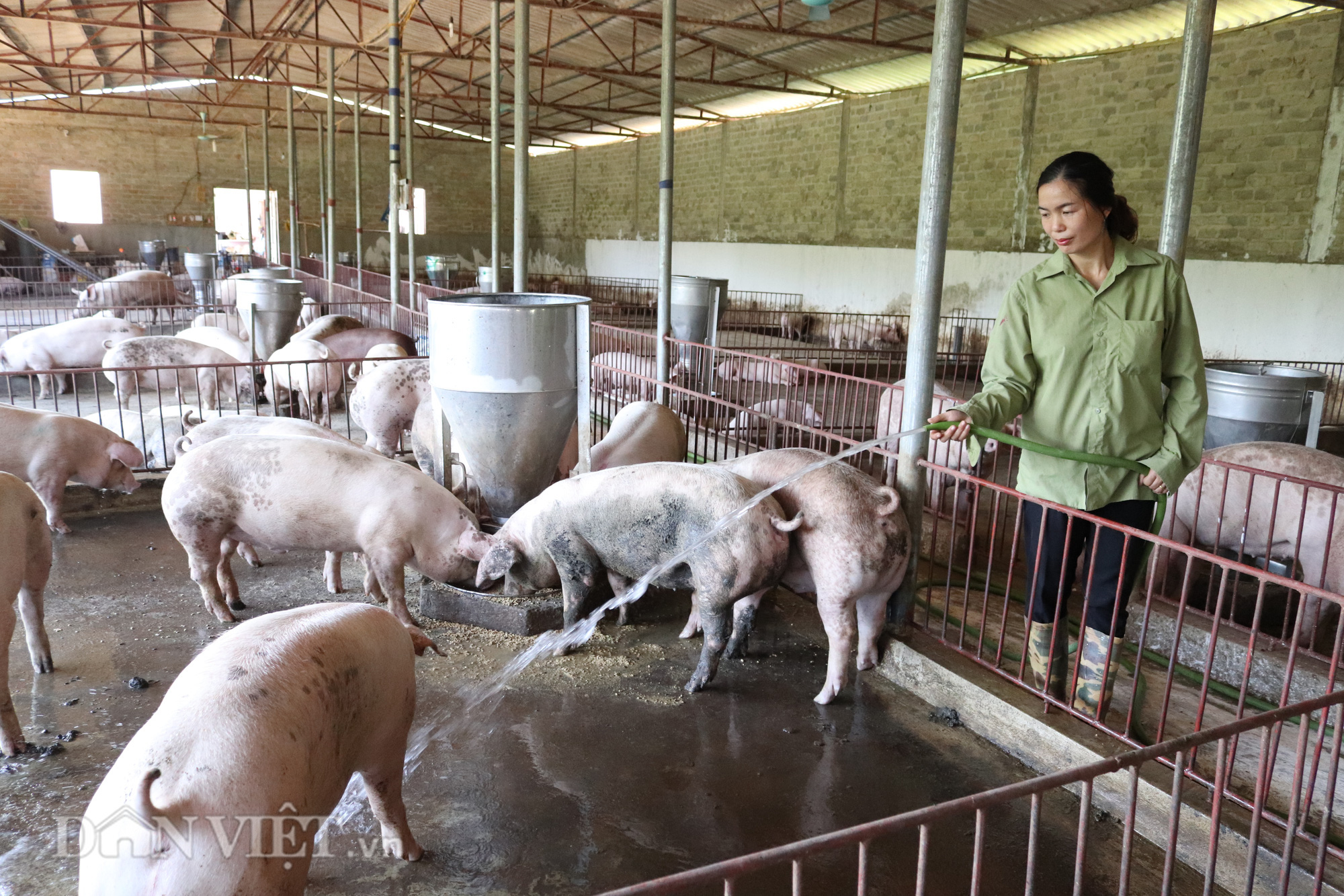 Giá lợn 13.11: Giá lợn tiếp tục giảm 1.000 đồng/kg, người nuôi vẫn có thể hòa vốn?