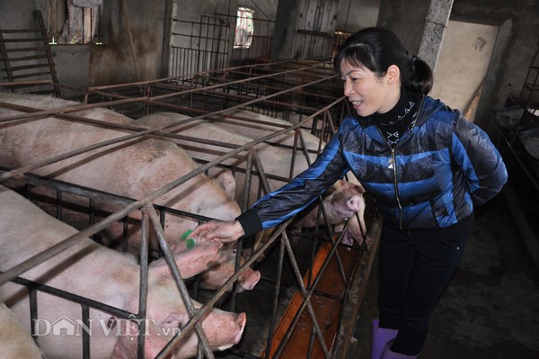 Giá heo hơi 30/10: Thu trăm nghìn tỷ, sao nghề nuôi lợn vẫn bấp bênh?