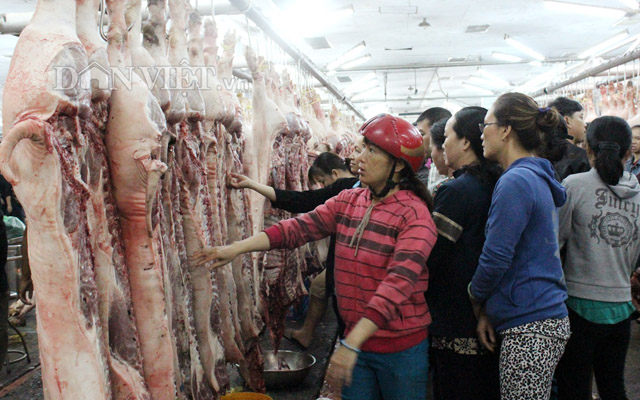 Giá lợn 18.11: Ba miền giữ giá, xe đưa lợn đi Trung Quốc bị lật ở tỉnh giáp biên