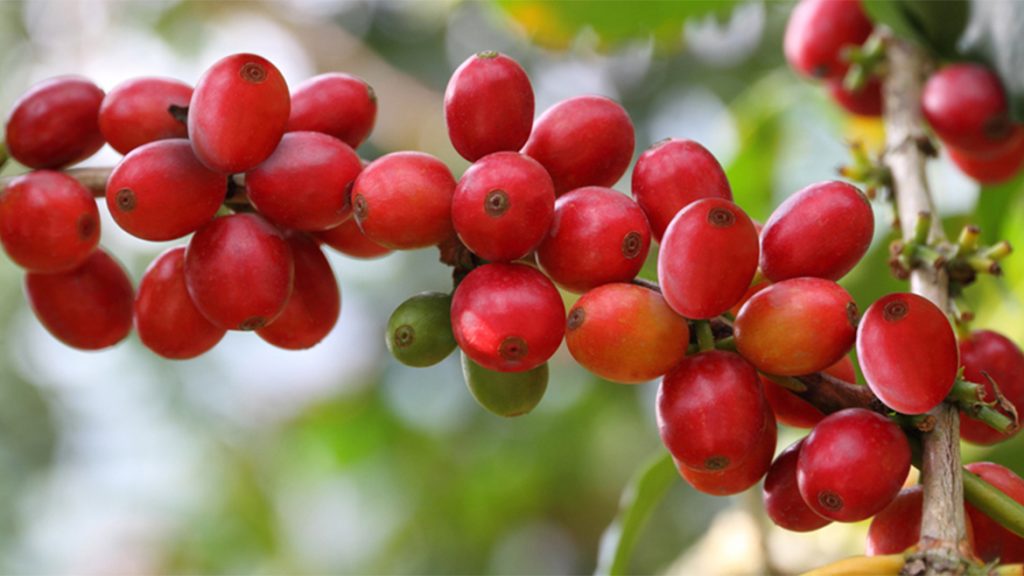 Giá nông sản 22/12: Cà phê giảm 200 đ/kg, giá tiêu thấp kỷ lục