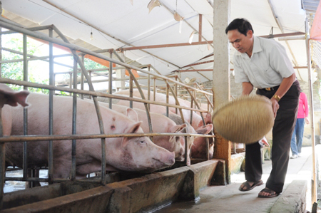 Giá heo hơi 27/10: Sau 2 tuần người nuôi mất gần 10 triệu/tấn lợn hơi