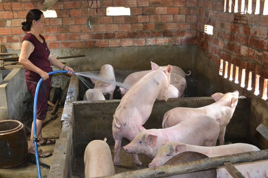 Giá lợn hơi 20/12: Heo lên 35.000 đ/kg, nên xuất bán hay găm hàng “một mất một còn”?