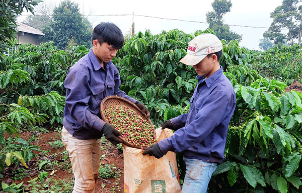 Giá nông sản 23/10: Giá cà phê giảm tiếp 400 đồng/kg, giá tiêu không nhúc nhích