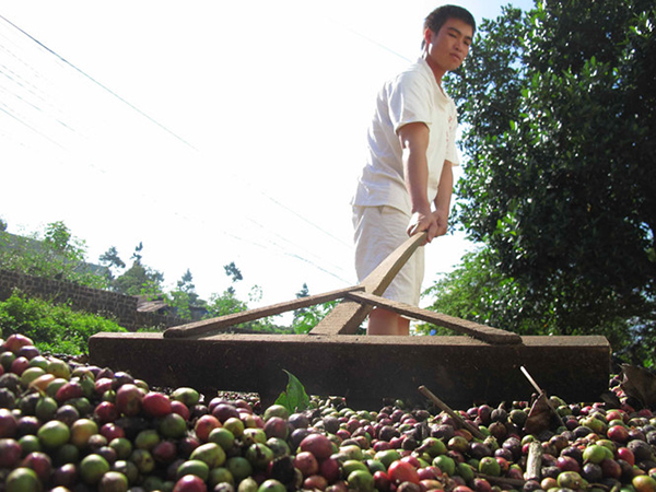 Giá nông sản 2/11: Giá cà phê chấm dứt “màn” tụt giảm, đến lượt giá tiêu biến động
