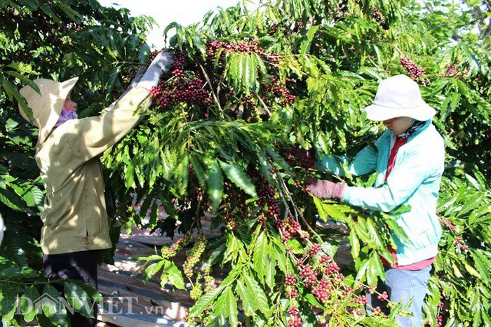Giá nông sản 24/10: Giá cà phê giảm 3 ngày liên tiếp, giá tiêu tăng nhẹ 1.000 đồng/kg