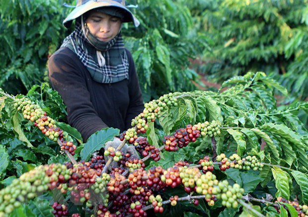 Giá nông sản 31/1: Cà phê giảm mạnh 500.000 đ/tấn, giá tiêu không đổi