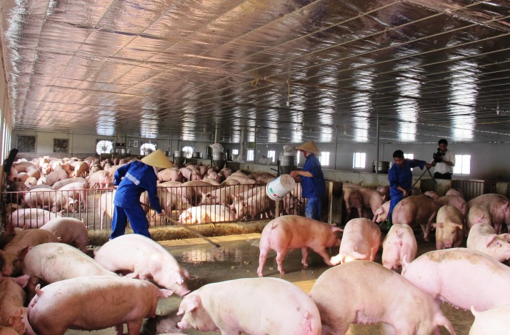 Giá lợn 12.11: Bão giá làm nông dân mất 100.000 tỷ đồng, kiến nghị khai thông thị trường Trung Quốc
