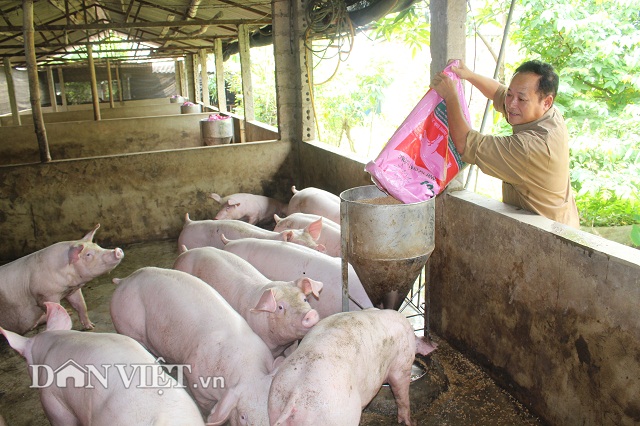 Giá lợn 17.12: Dự báo đến Tết Nguyên đán, giá khó vượt ngưỡng 36.000 đ/kg?