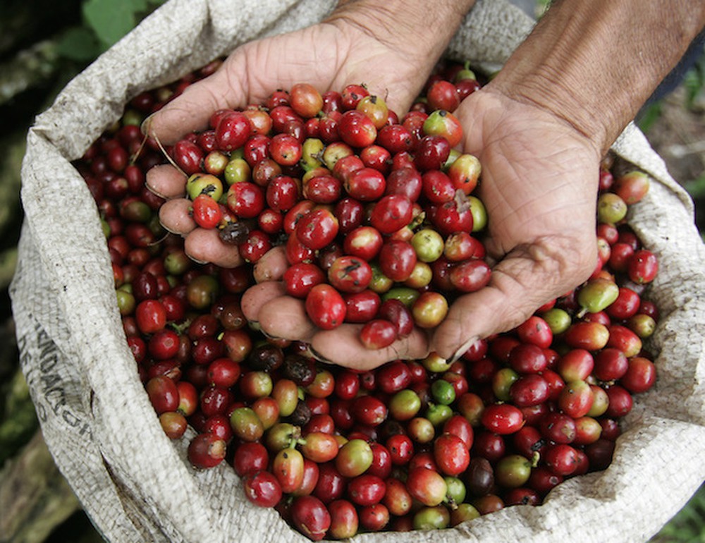 Giá nông sản 25/4: Giá cà phê tăng đều đều, nông dân phấn khởi, giá tiêu không đổi