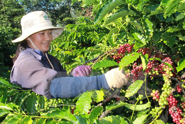 Giá nông sản 14/11: Giá cà phê tiếp tục giảm, giá tiêu tạm đứng im
